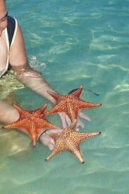 A person interacts with vibrant starfish in shallow waters, showcasing a unique wildlife experience perfect for marine enthusiasts.