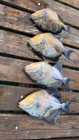 A collection of colorful fish displayed on a wooden dock, showcasing a successful catch from a day of fishing. Perfect for marine life enthusiasts and fishing adventures.