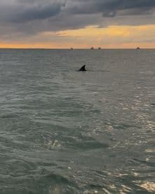 A dolphin's dorsal fin breaks the surface of the water against a dramatic sunset backdrop, showcasing the beauty of marine wildlife.