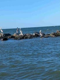 A group of pelicans perched on rocks by the shore, showcasing the beauty of coastal wildlife in a serene ocean setting.