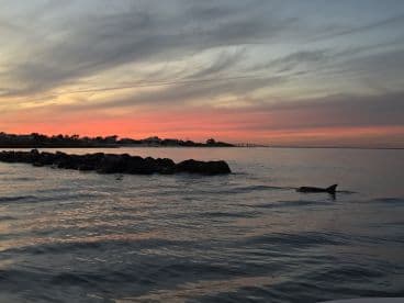 A serene sunset view featuring a dolphin swimming near rocky outcrops, capturing the beauty of wildlife in its natural habitat.