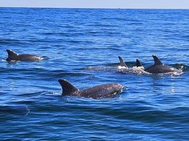 A captivating view of dolphins swimming gracefully in the open ocean, showcasing the beauty of marine wildlife in their natural habitat.