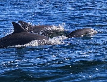 A captivating close-up of dolphins swimming in clear blue waters, showcasing the beauty of marine wildlife in their natural habitat.