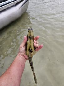 A fisherman proudly holds up a colorful fish caught while enjoying a day on the water — a perfect moment for fishing enthusiasts.