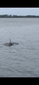 A dolphin gracefully swims through the water, showcasing the beauty of marine wildlife in its natural habitat.