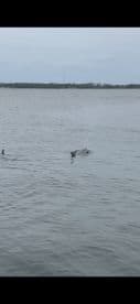 A pair of dolphins swim gracefully in calm waters, showcasing the beauty of marine wildlife in their natural habitat.