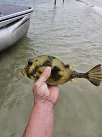 A close-up of a colorful fish being held by a person, showcasing a successful catch during a fishing trip.