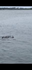 A dolphin gracefully swims in calm waters, showcasing the beauty of marine wildlife in its natural habitat.