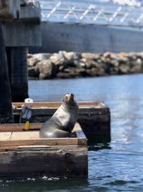 A close-up of a seal lounging on a dock, showcasing the beauty of marine wildlife in a serene harbor setting.