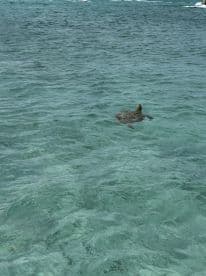 A serene view of a turtle swimming in crystal-clear waters, showcasing the beauty of marine wildlife in its natural habitat.