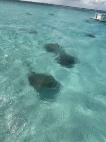 A serene underwater view showcasing stingrays gliding through crystal-clear waters, perfect for marine wildlife enthusiasts and snorkeling adventures.