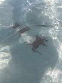 A serene underwater view featuring stingrays gliding gracefully through clear waters — a captivating glimpse into marine wildlife.