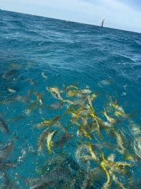 A vibrant underwater scene showcasing a school of fish swimming in crystal-clear waters, perfect for marine wildlife enthusiasts and snorkeling adventures.