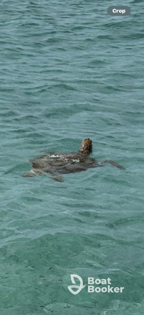 A serene view of a turtle swimming in clear turquoise waters, showcasing the beauty of marine wildlife in its natural habitat.