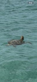 A serene view of a turtle swimming in clear turquoise waters, showcasing the beauty of marine wildlife in its natural habitat.