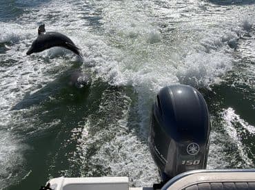 A pair of dolphins leap through the waves, showcasing their playful nature in the open water — a captivating wildlife moment for marine enthusiasts.