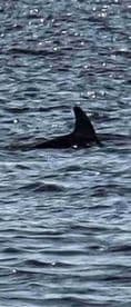 A dolphin surfaces in the shimmering waters, showcasing the beauty of marine wildlife encounters.