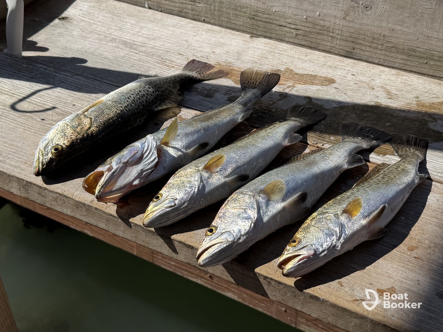 Great Morning Fishing Trip