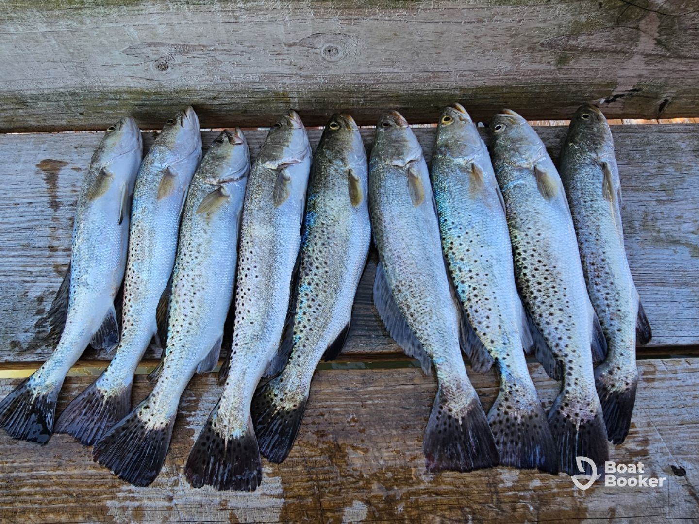 Great Morning Fishing Trip