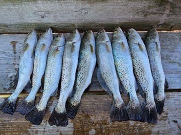 A fresh catch of speckled trout displayed on a wooden surface, showcasing a successful fishing trip — perfect for seafood lovers and anglers.