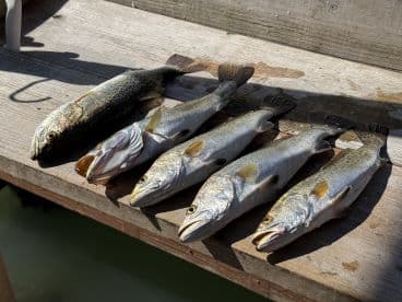 A display of freshly caught fish laid out on a wooden surface, showcasing a successful fishing trip. Perfect for anglers looking to celebrate their catch.