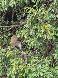 A pair of monkeys playfully interacting among lush green foliage, showcasing the vibrant wildlife often encountered in tropical environments.