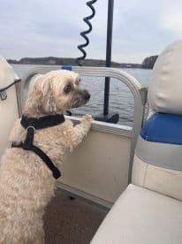 A cute dog enjoys the view from inside a boat, showcasing the cozy interior seating area. Perfect for pet-friendly boating adventures.