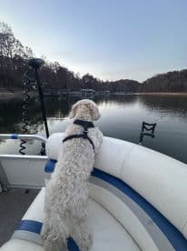 A dog enjoys the serene view from a boat, gazing out over calm waters surrounded by trees — a perfect moment for pet lovers on the water.