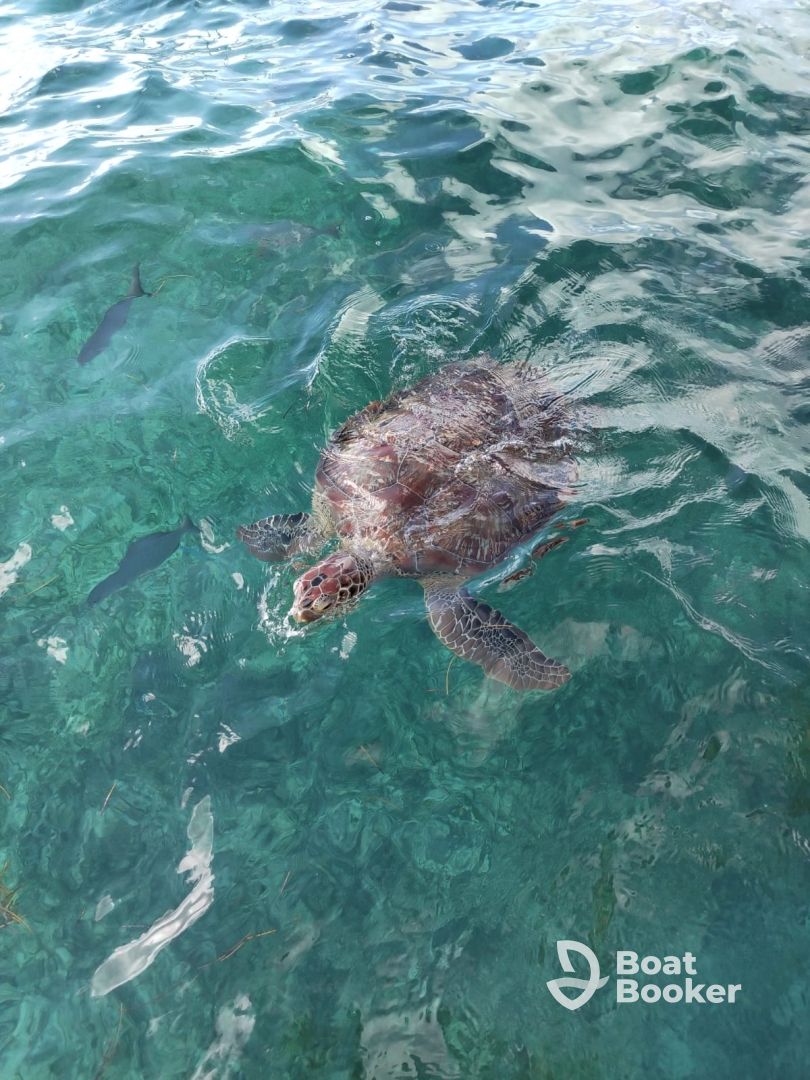 great snorkeling trip