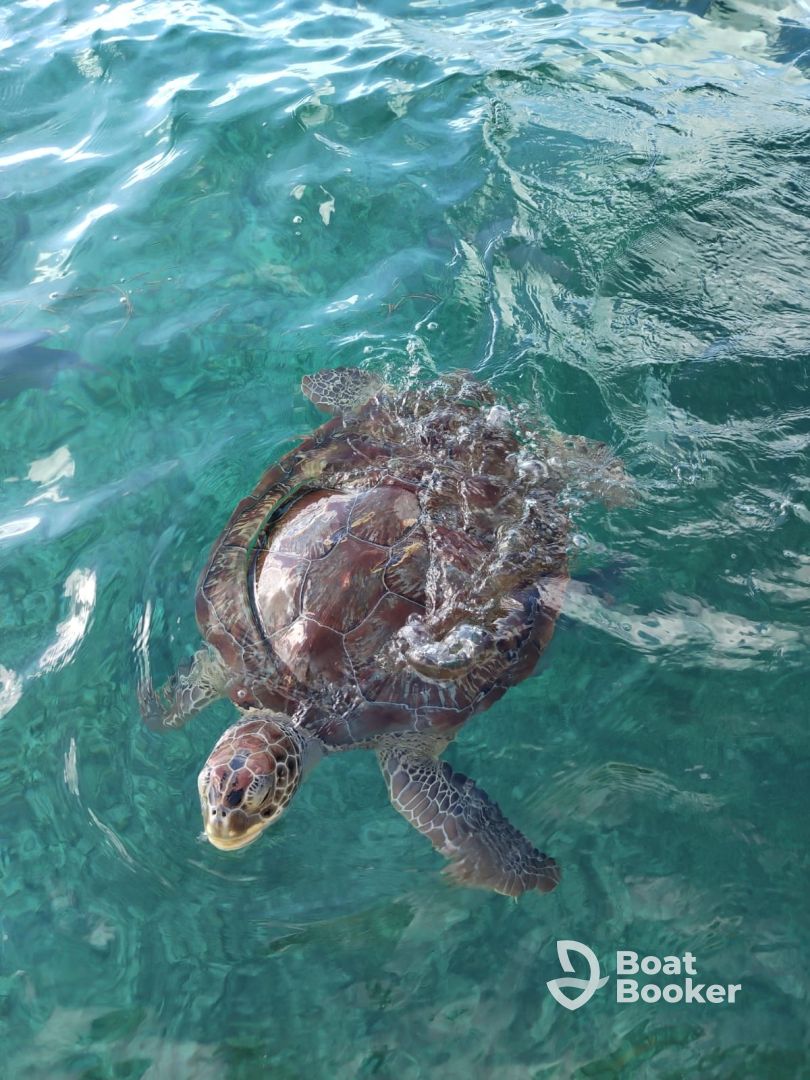 great snorkeling trip