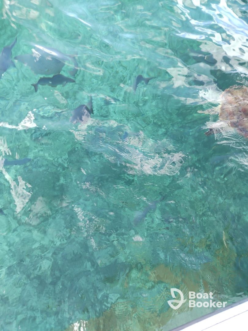 great snorkeling trip