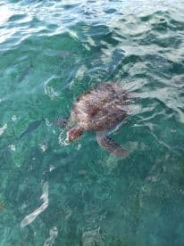 A beautiful sea turtle glides through crystal-clear waters, showcasing the vibrant marine life in its natural habitat.