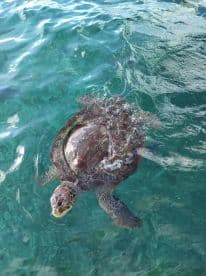 A beautiful green sea turtle swims gracefully in crystal-clear waters, showcasing the vibrant marine life of the ocean.