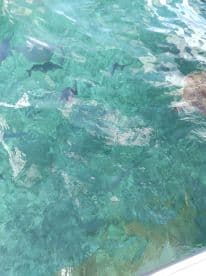 A serene underwater view showcasing fish swimming in crystal-clear waters, perfect for marine life enthusiasts and snorkeling adventures.