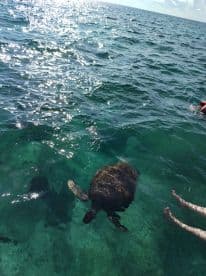 A beautiful sea turtle swims gracefully in clear waters, with a swimmer's arm visible nearby — a perfect moment for wildlife enthusiasts in the ocean.