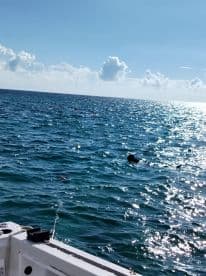 A snorkeler enjoys the vibrant ocean waters under a sunny sky, showcasing the perfect setting for underwater adventures.