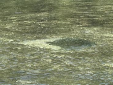 An unclear image of water with indistinct features; the subject is not identifiable.