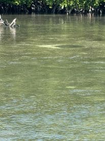 An unclear image of water and mangroves, lacking identifiable subjects or details.