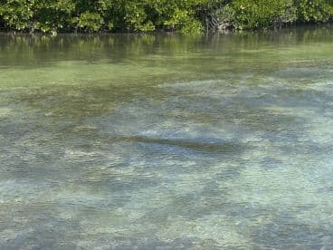 An unclear image of shallow water with mangroves in the background, lacking identifiable subjects or details.