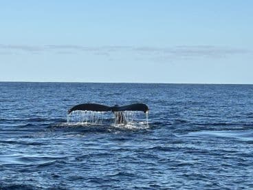 A majestic whale's tail emerges from the water, showcasing the beauty of marine wildlife during a boat tour.