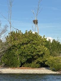 A serene view of a bird's nest perched high in a tree, surrounded by lush greenery, showcasing the beauty of wildlife in its natural habitat.