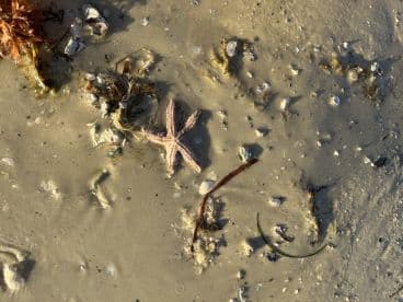 A close-up view of a starfish resting on the sandy ocean floor, showcasing the beauty of marine wildlife in its natural habitat.