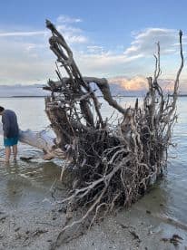 A person stands near a weathered piece of driftwood on a beach, with a boat visible in the background. The scene captures a tranquil moment by the water.
