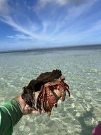 A vibrant crab is held in hand against a backdrop of clear waters, showcasing the beauty of marine life in a tropical setting.