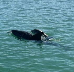 A captivating moment featuring dolphins swimming gracefully in clear waters, showcasing the beauty of marine wildlife.