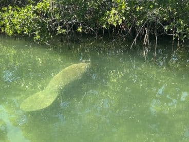 A serene view of a manatee swimming in shallow waters surrounded by mangroves, showcasing the beauty of wildlife in its natural habitat.