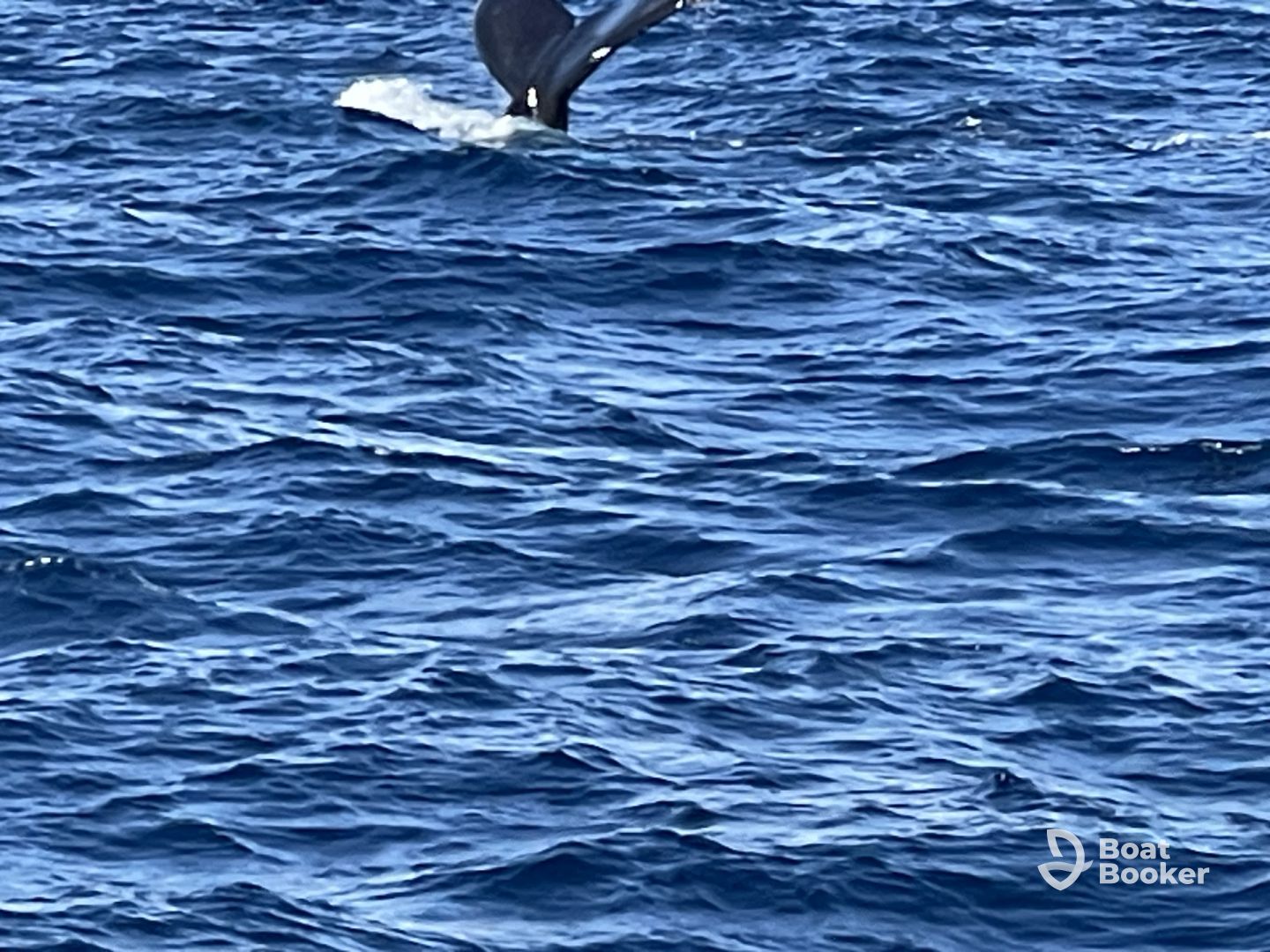 Great for whale watching!!