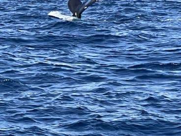 A stunning close-up of a whale's tail as it swims through the deep blue ocean, showcasing the beauty of marine wildlife.