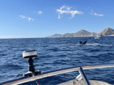 A stunning view of a whale's tail as it swims in the ocean near Cabo San Lucas, showcasing the beauty of marine wildlife in their natural habitat.