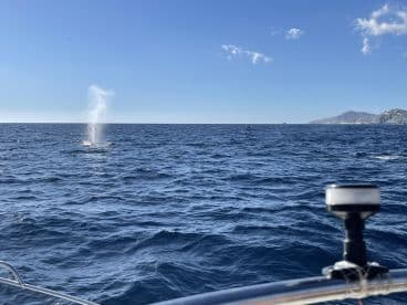 A breathtaking view of a whale spouting water in the ocean, showcasing the beauty of marine wildlife during a boat trip.
